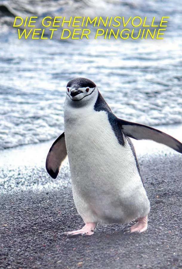 Секреты пингвинов