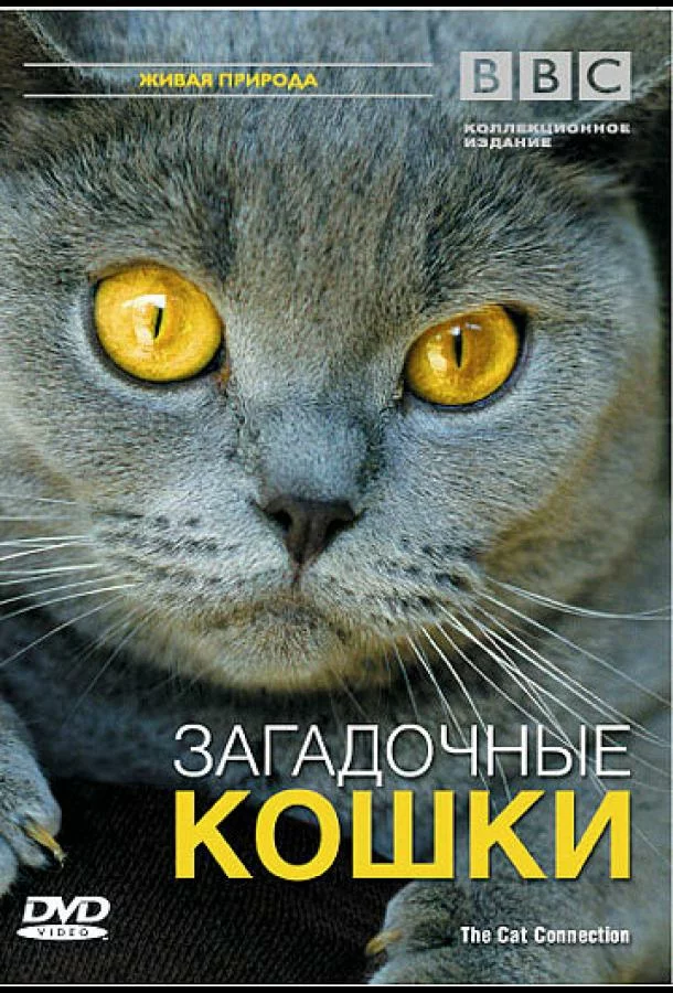 BBC: Загадочные кошки